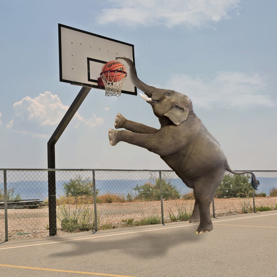 ElephantBasketball